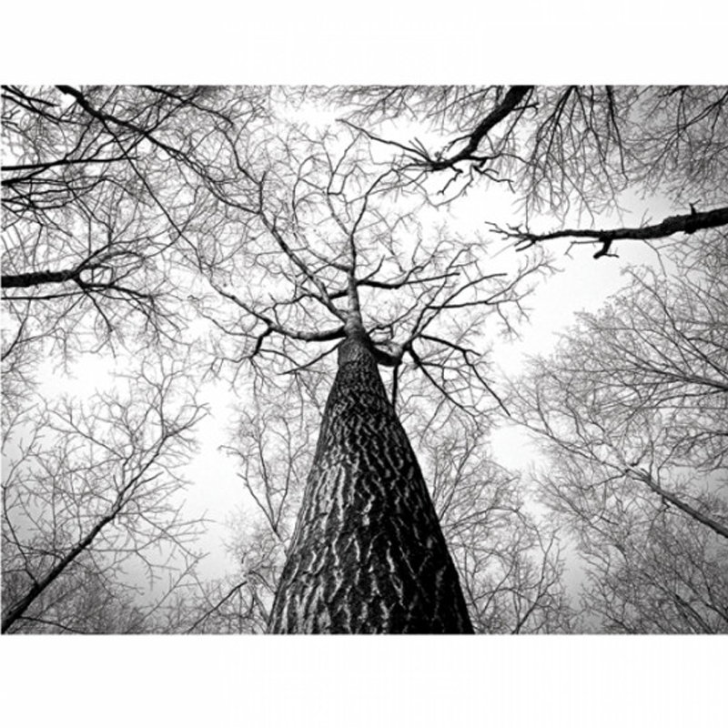 Ταπετσαρία με Τοπίο B&W Trees